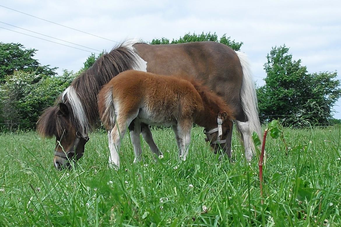 Hollandsk Miniature Eagel billede 17