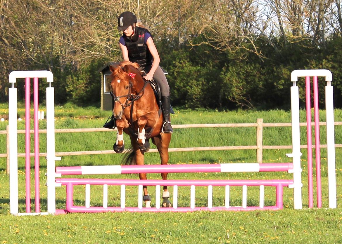 Tysk Sportspony Bacardi - Springundervisning på TNKR  billede 9
