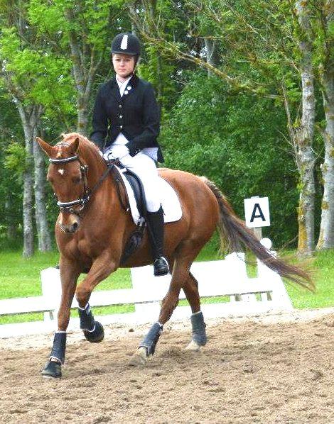 Tysk Sportspony Bacardi - Dressur
 billede 8