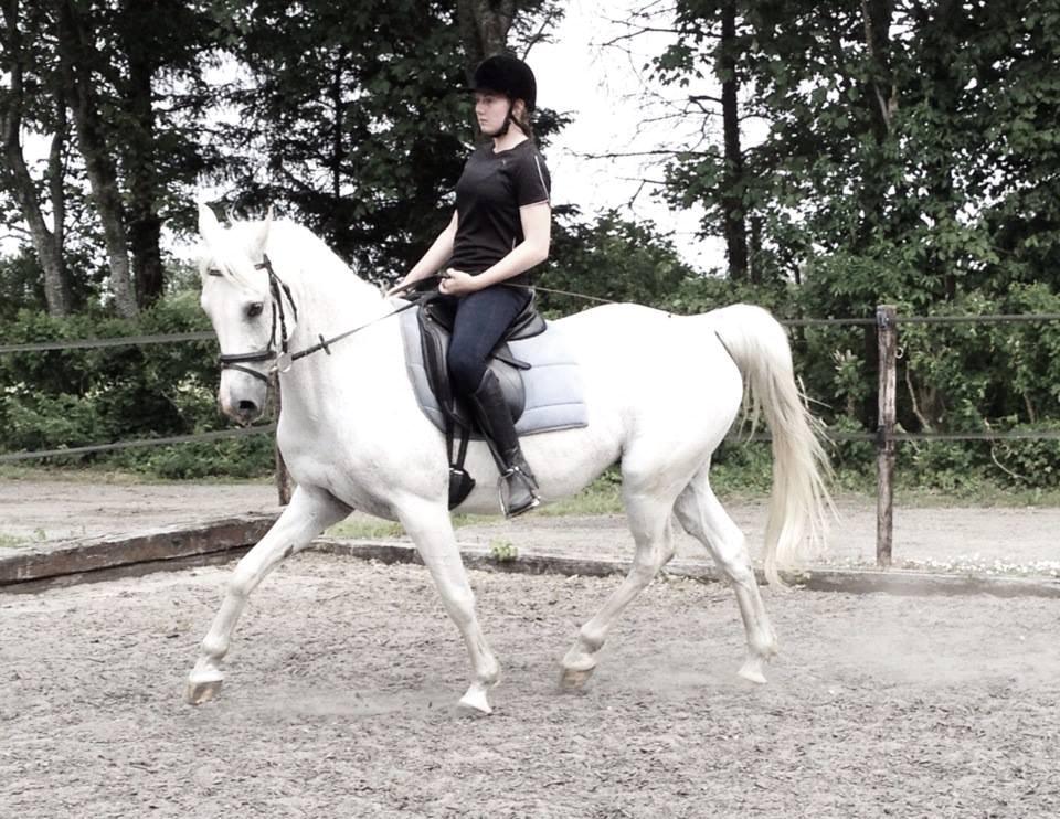 Sportsaraber (A) Filip billede 7