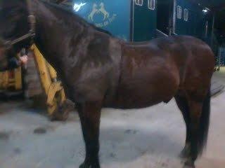 Oldenborg Paw Tanholt - Da min smukke hest lige er blevet klippet billede 11