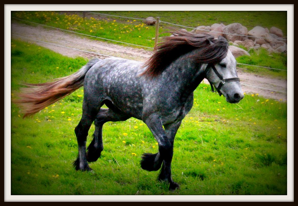 Fell pony Dalewin Mcfly - Sommeren 2012 billede 4