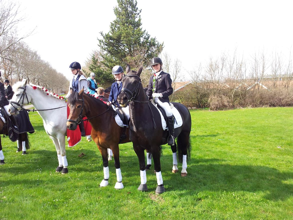 Anden særlig race Tyson billede 3