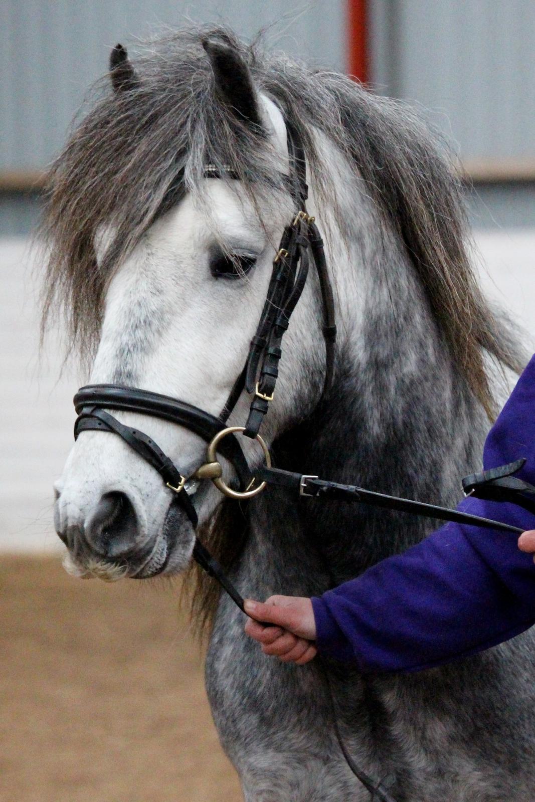 Fell pony Dalewin Mcfly - M&M Winthershow 2013 billede 3