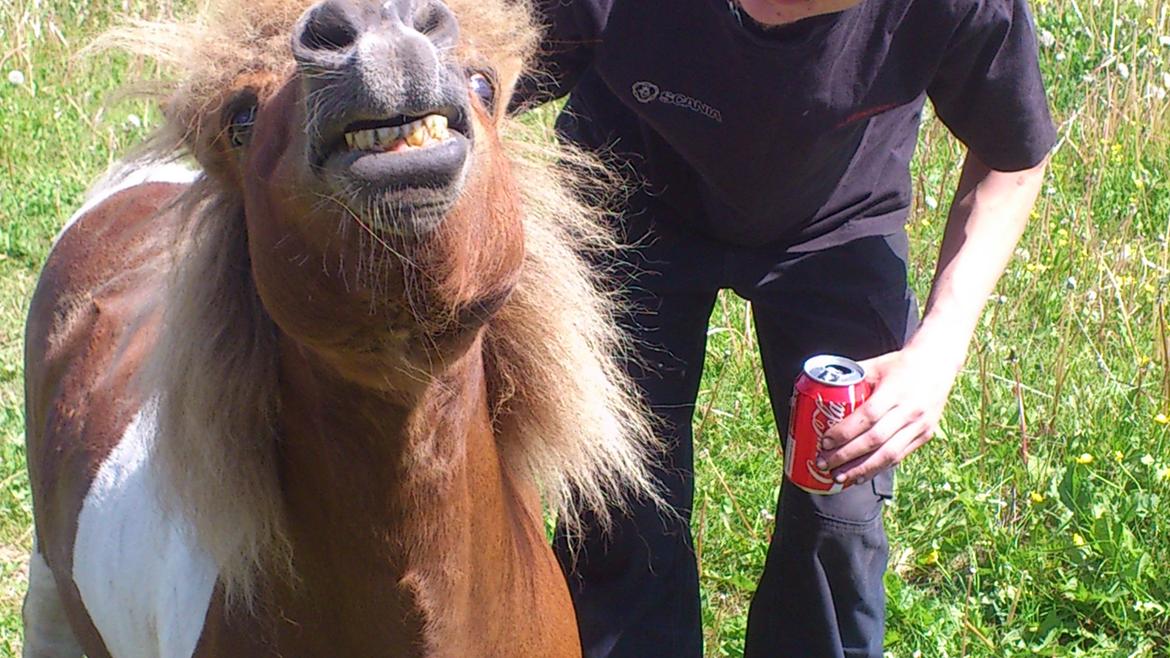 Anden særlig race krølle billede 11
