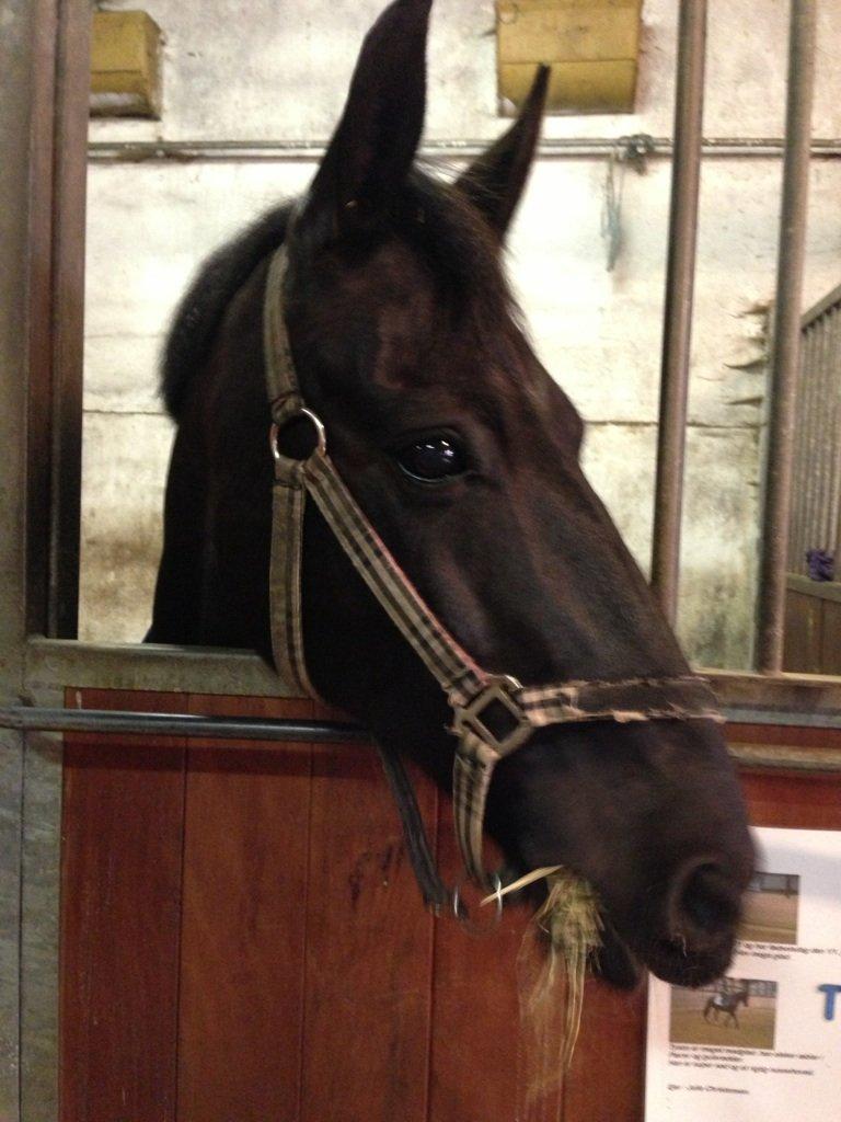 Anden særlig race Tyson billede 9