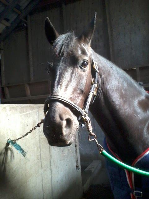 Anden særlig race Tyson billede 6