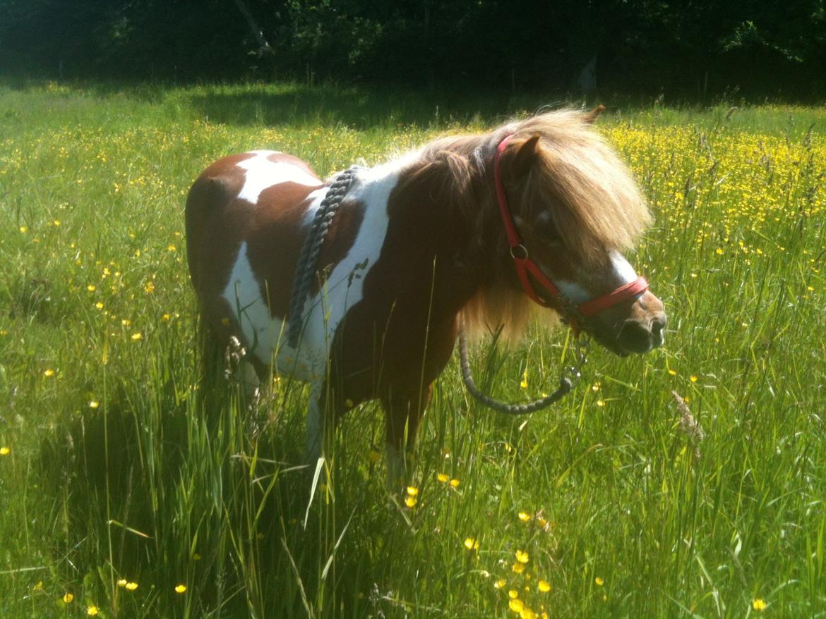 Anden særlig race Baley - Smukke Baley <3 billede 2