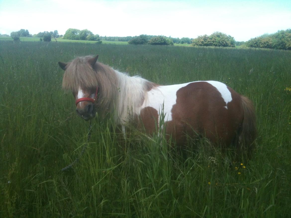 Anden særlig race Baley - Baley nyder det høje græs. billede 1
