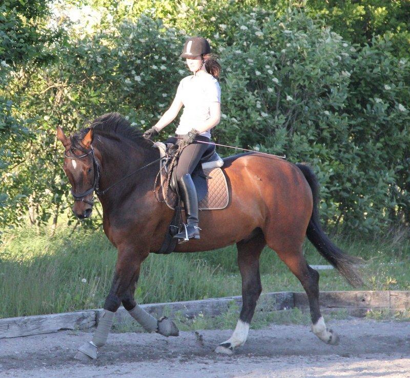 Holstener Monokrat Essenbæk - Monty - Dressurtræning en dejlig sommeraften :) billede 18