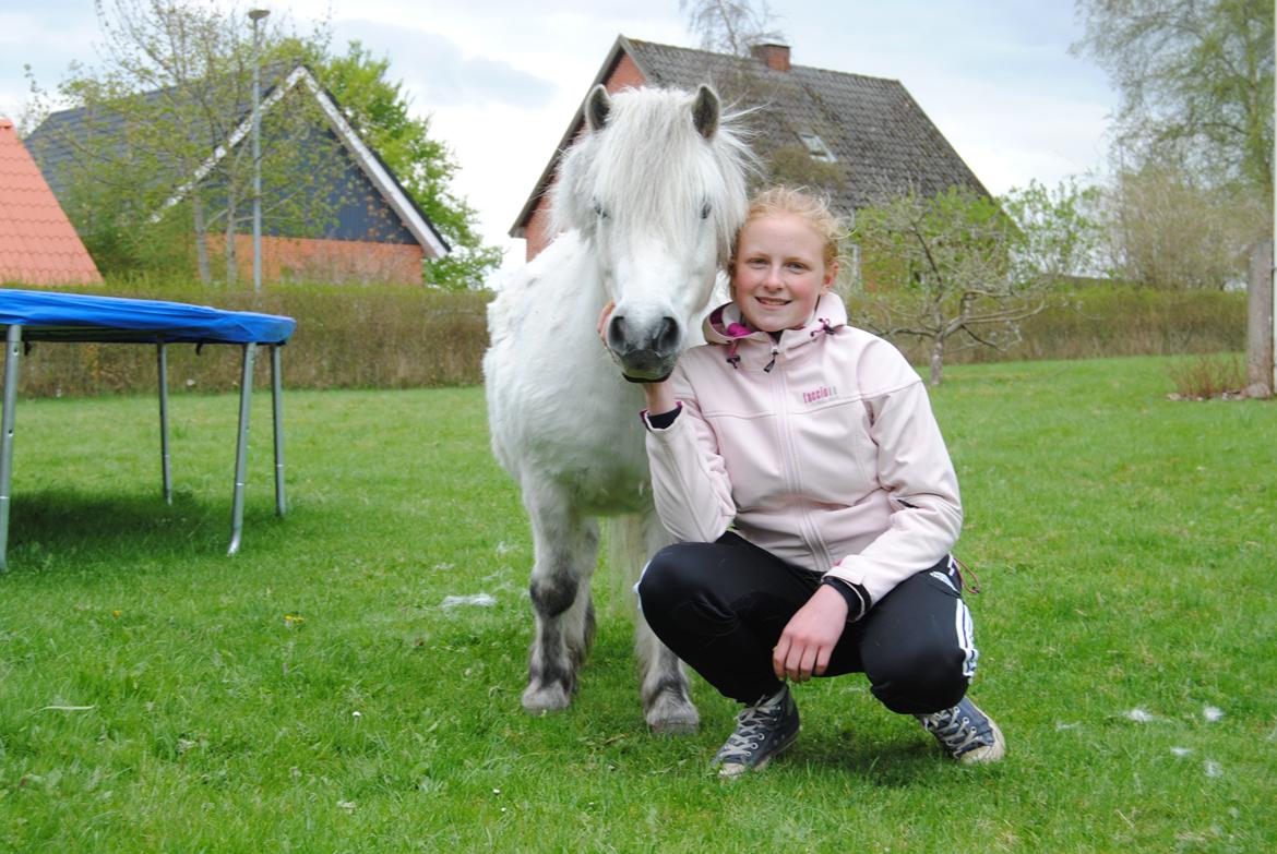 Shetlænder Lucas :) billede 9
