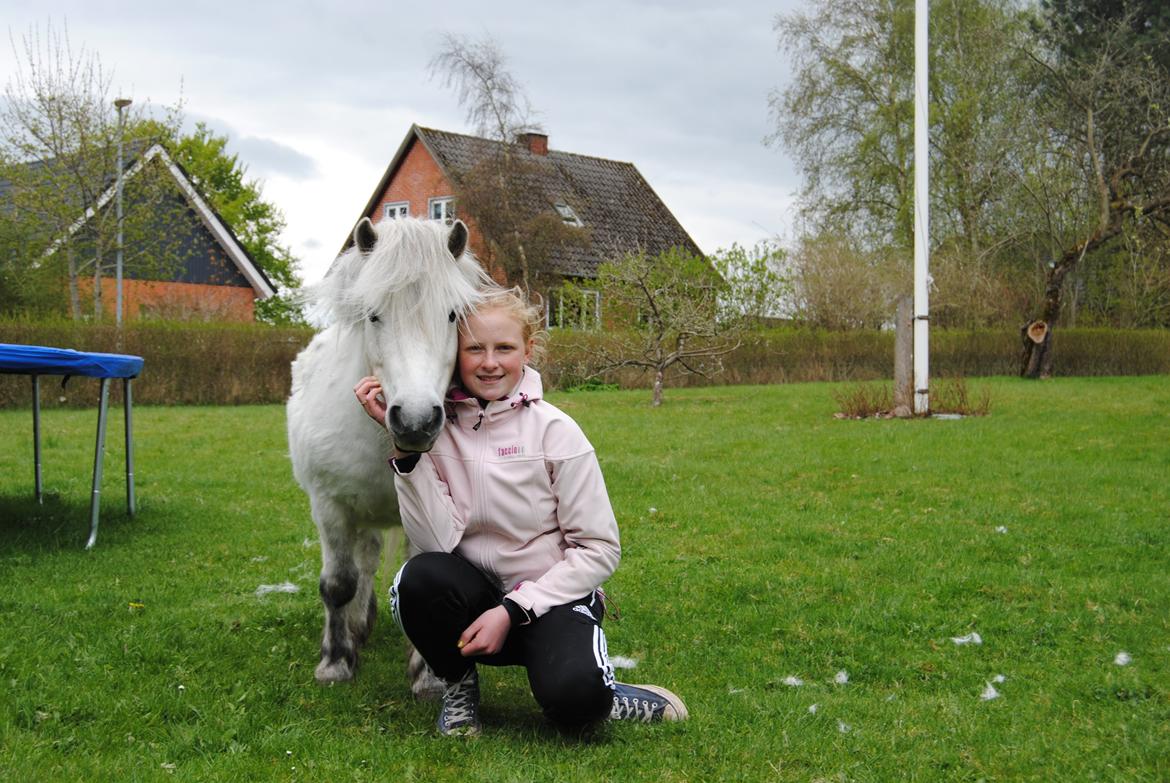 Shetlænder Lucas :) billede 10