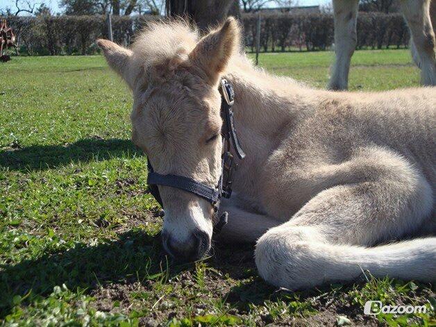 Anden særlig race Mr. Anton Holm - han er sku skøn når han ligger sådan billede 3
