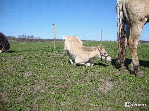 Anden særlig race Mr. Anton Holm - første gang han prøver og ligge sig ned billede 5