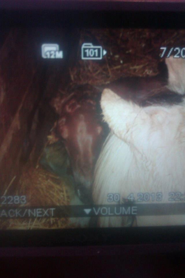 Anden særlig race Mr. Anton Holm - her er han lige kommet til verden billede 6