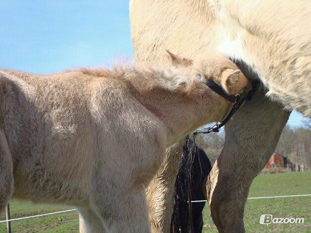 Anden særlig race Mr. Anton Holm - lidt sød er han da billede 7