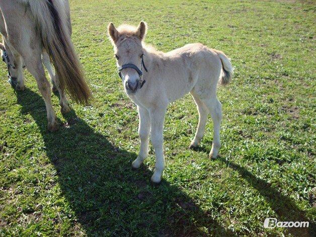 Anden særlig race Mr. Anton Holm - Velkommen til lille anton billede 1
