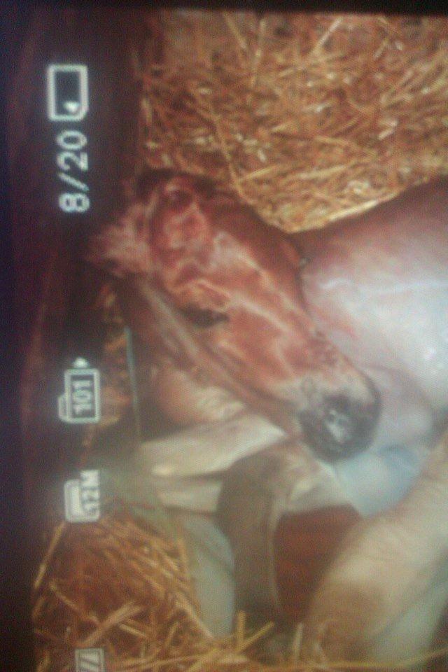 Anden særlig race Mr. Anton Holm - han havde en skøn farve billede 8