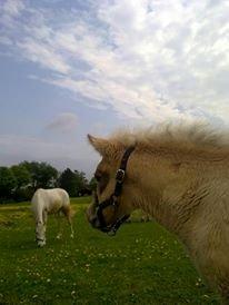 Anden særlig race Mr. Anton Holm - nu med sol briller billede 10