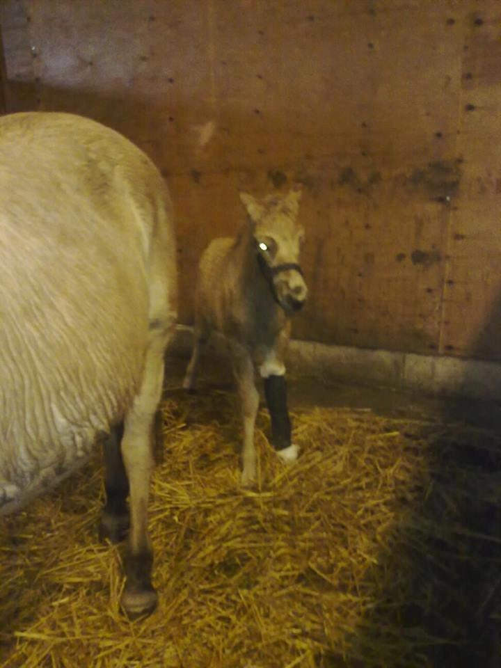 Anden særlig race Mr. Anton Holm - her er han igang med og få rattet sit forben op billede 11
