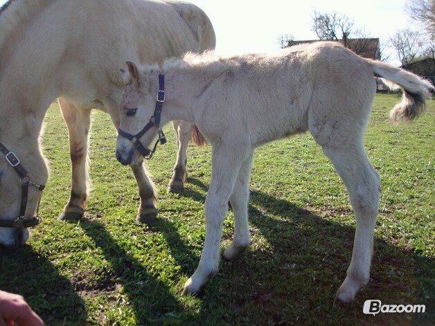 Anden særlig race Mr. Anton Holm - han er ikke så stor billede 13