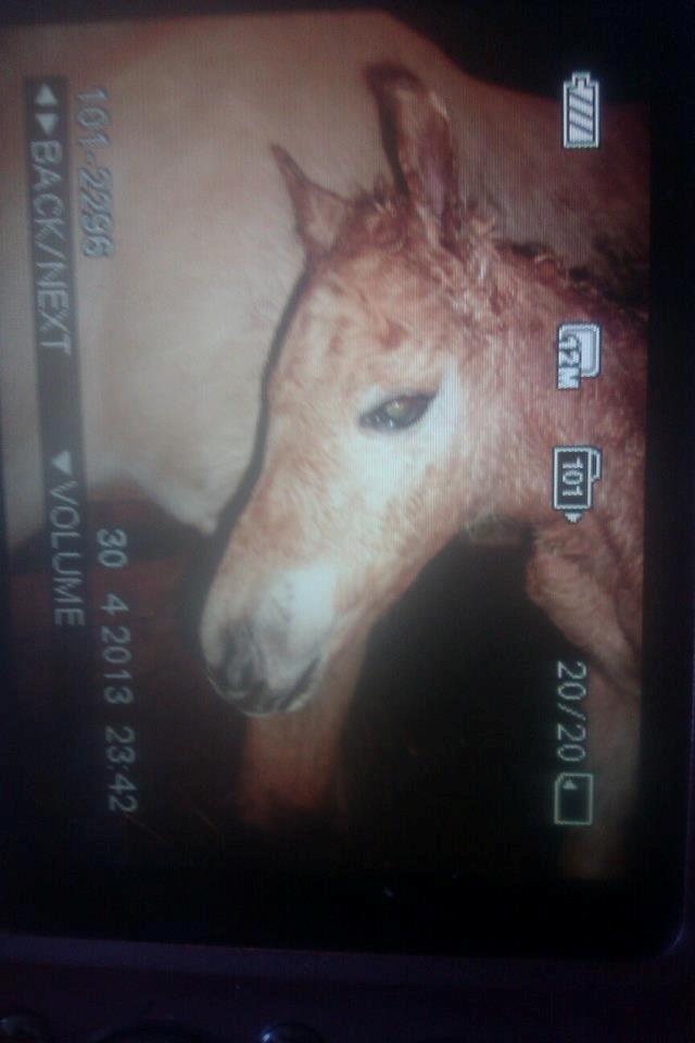 Anden særlig race Mr. Anton Holm - her er han lige kommet op og stå billede 14