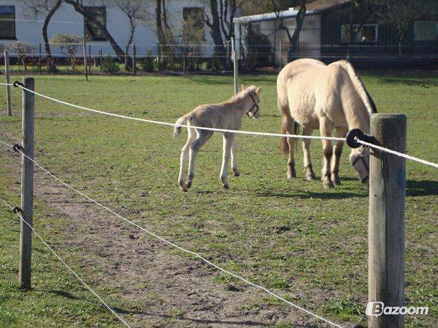Anden særlig race Mr. Anton Holm - en lille løbe tur billede 15