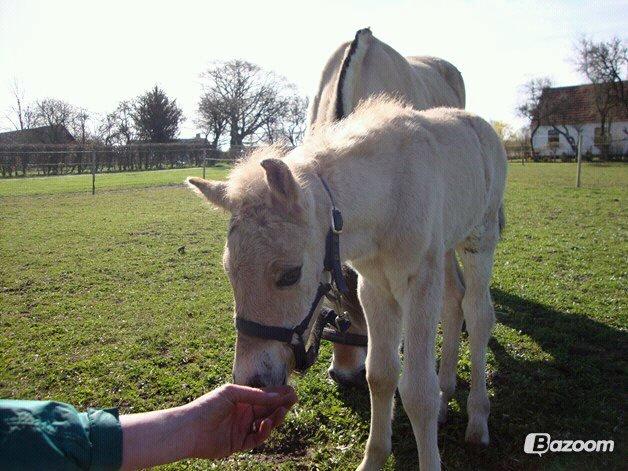 Anden særlig race Mr. Anton Holm - han er meget nysgeri billede 16