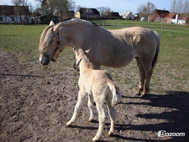 Anden særlig race Mr. Anton Holm - mor skal og drilles billede 17