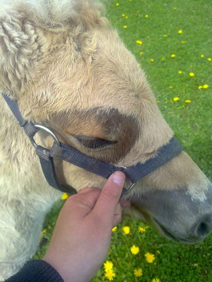 Anden særlig race Mr. Anton Holm - se nu med sol briller billede 9