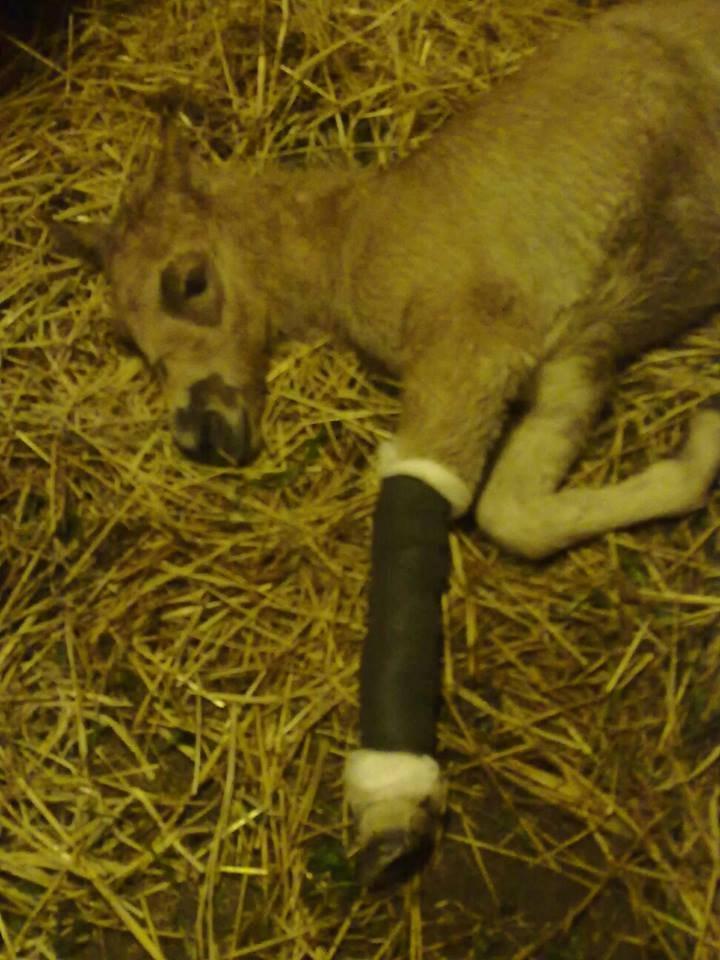 Anden særlig race Mr. Anton Holm billede 12