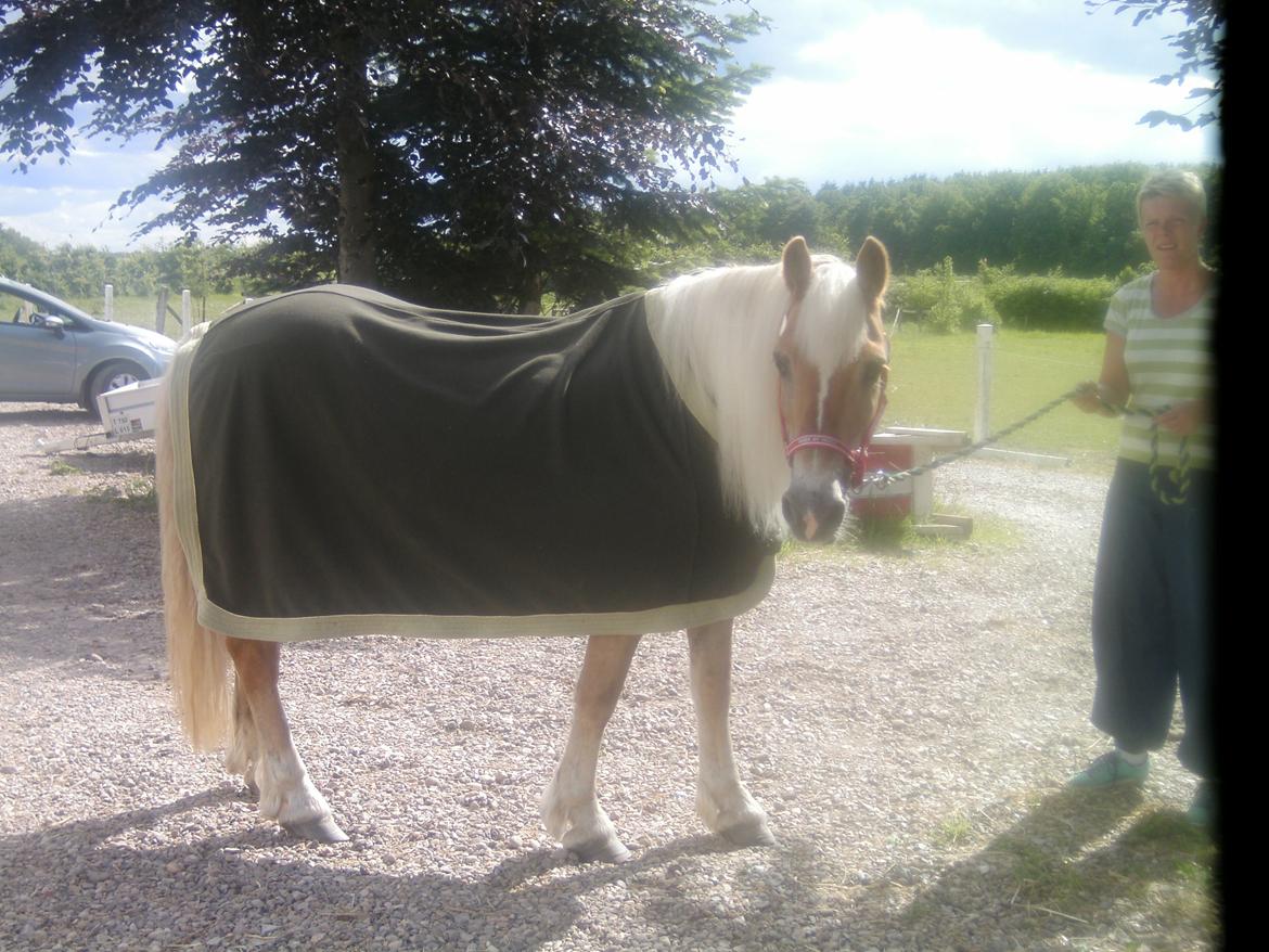 Haflinger Colibri - Mullen har fået et tæppe på♥ Sommer 13 billede 13