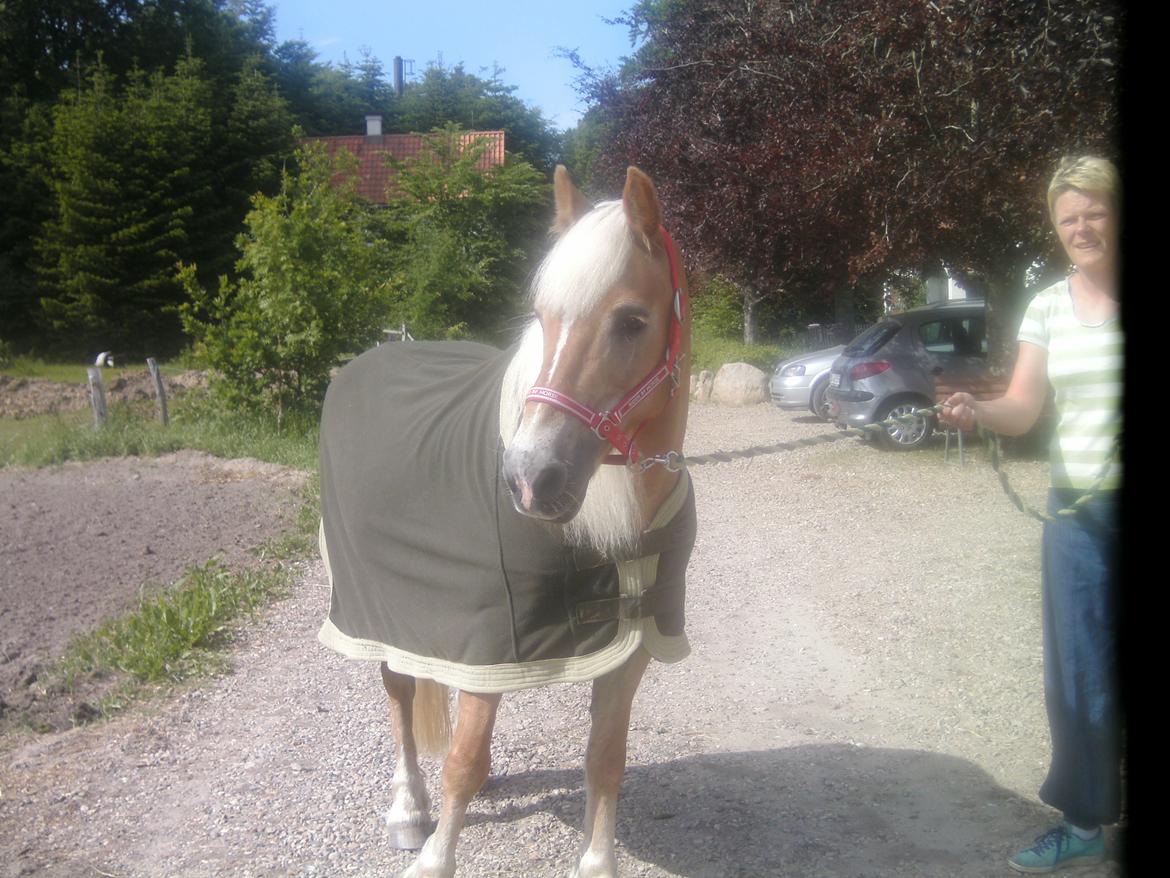 Haflinger Colibri - Sommer 13 billede 14