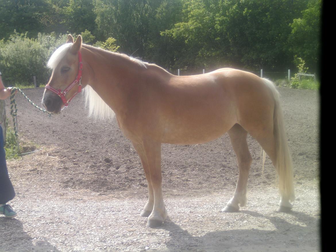 Haflinger Colibri - Skattemusen i solskindet! Sommer 13 billede 1