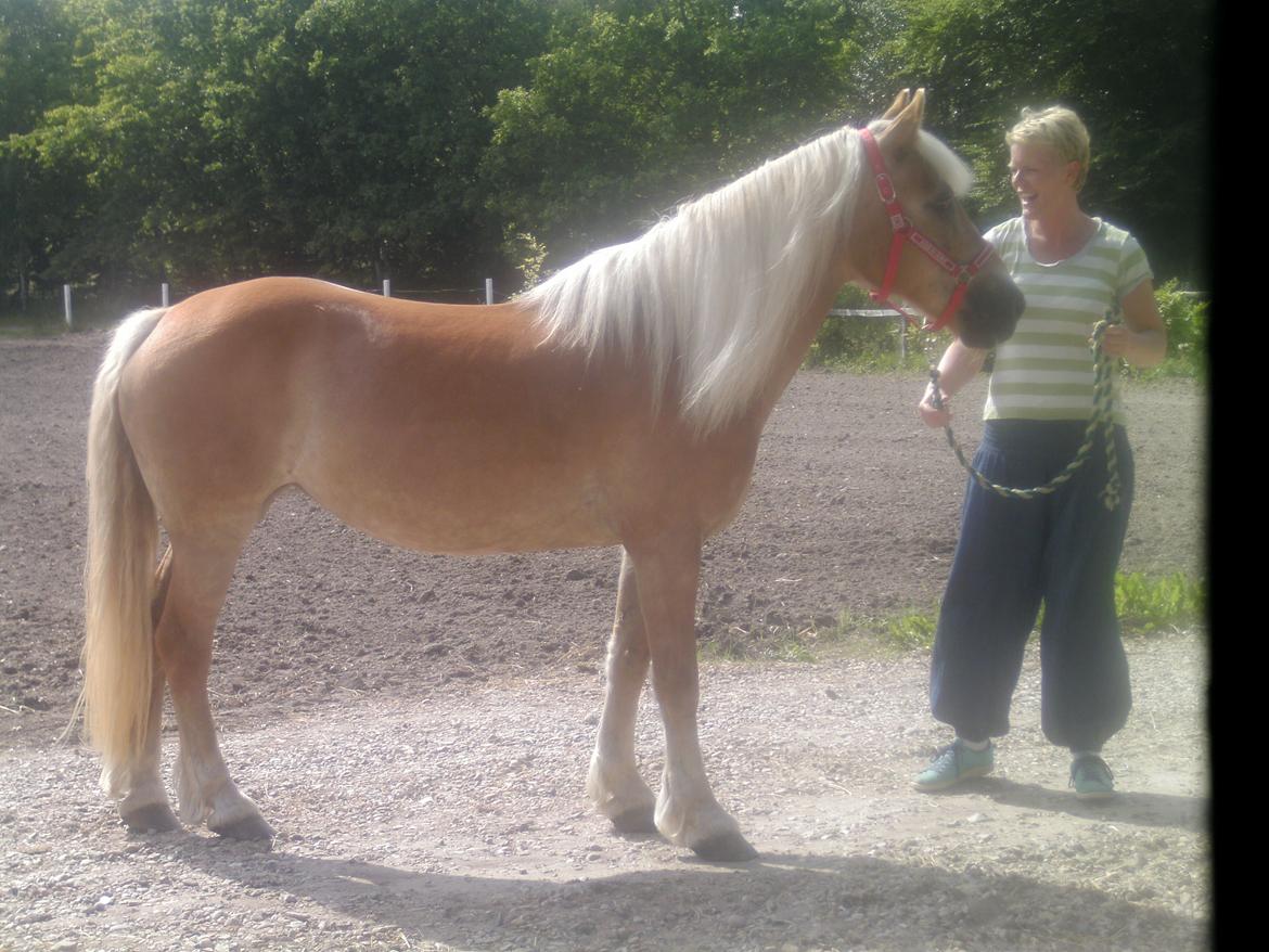 Haflinger Colibri - Skattepigen står så fint! Sommer 13 billede 15