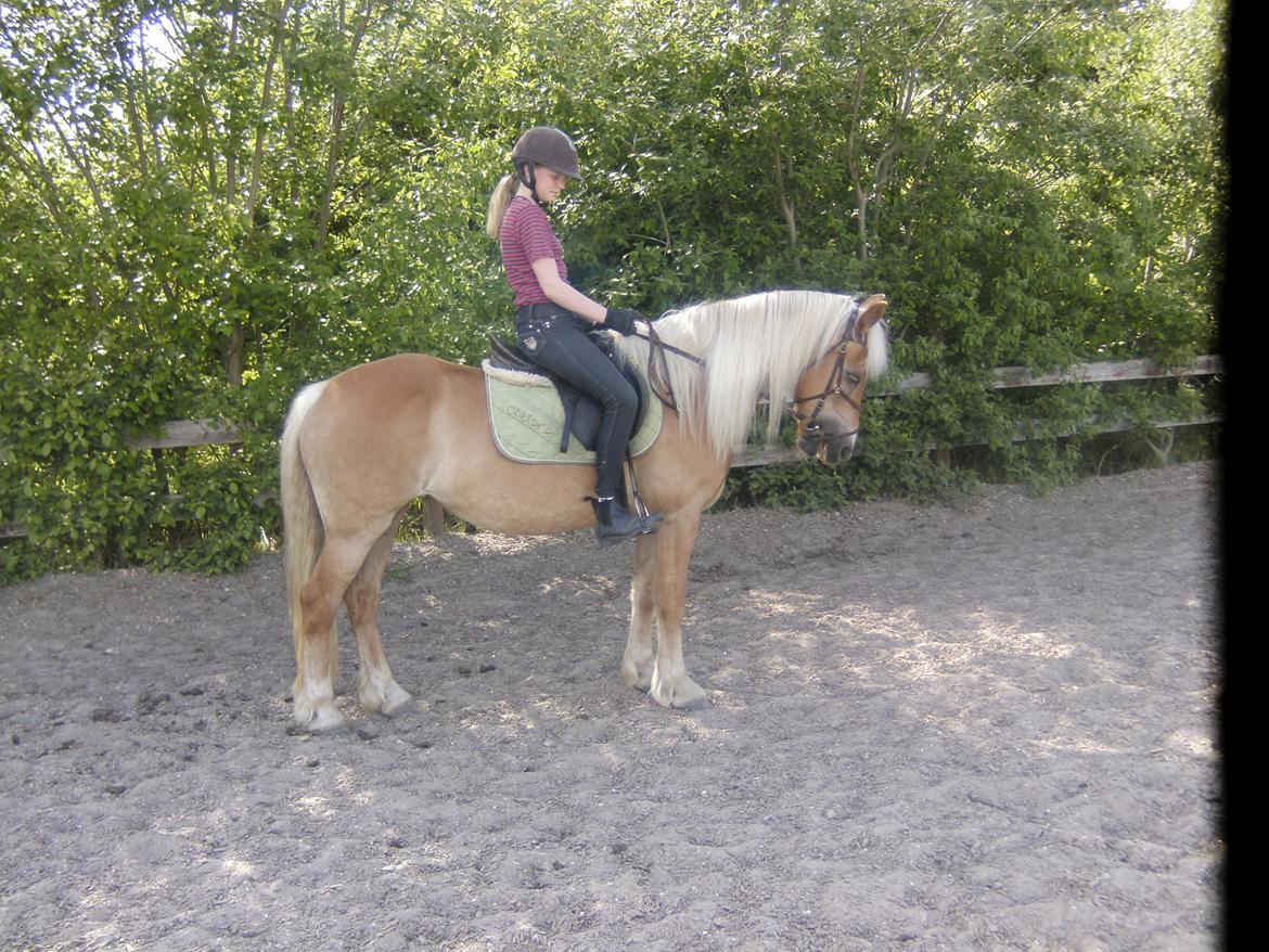 Haflinger Colibri - Skattepigen går til bidet! billede 17