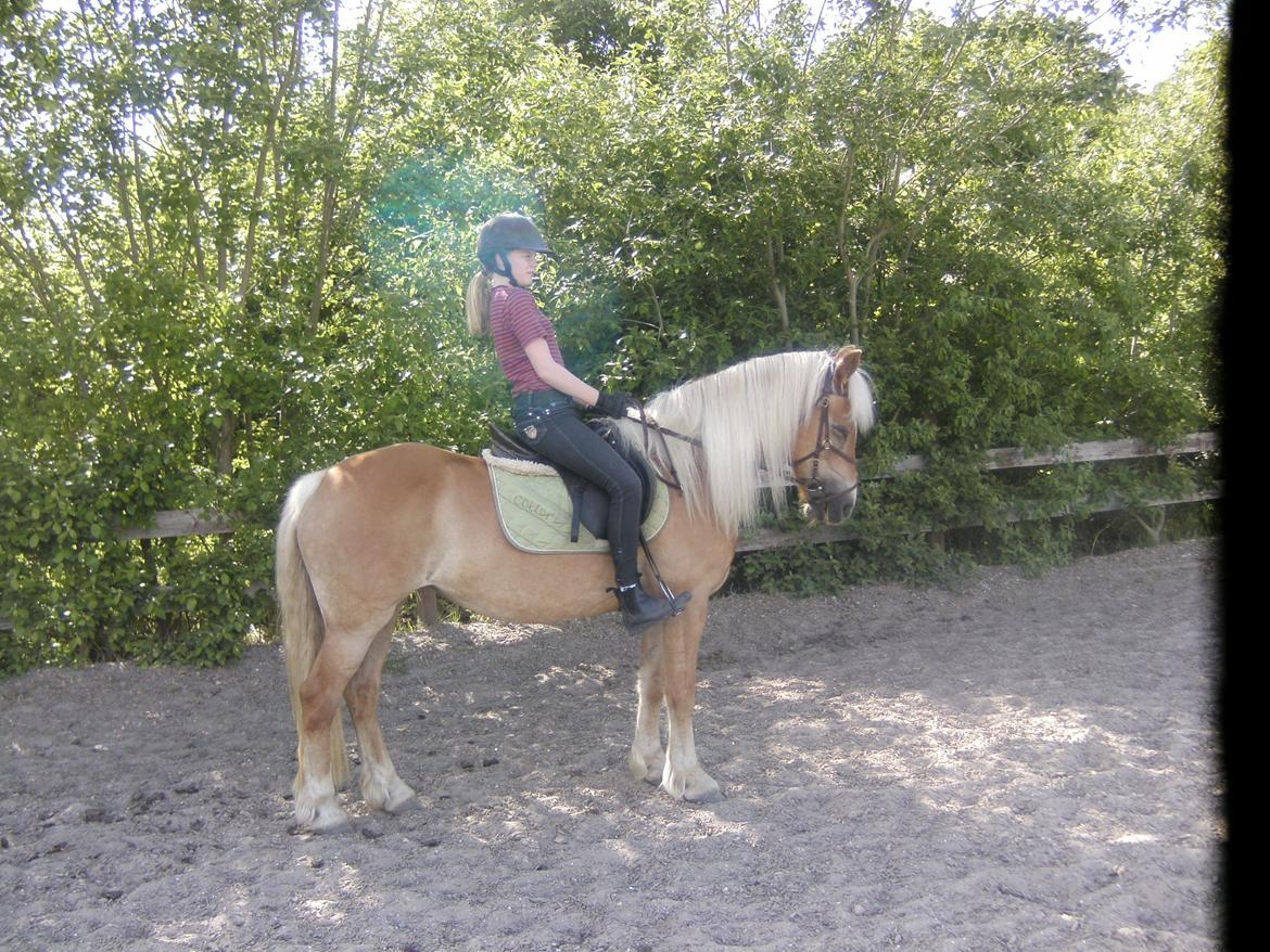 Haflinger Colibri - Jeg er mesteren over alle mestre i at se dum ud! billede 18