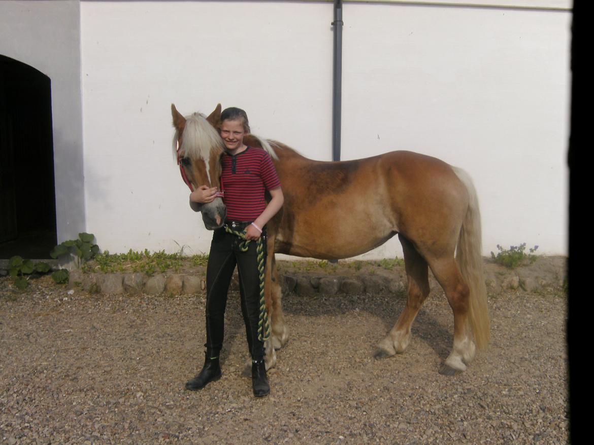 Haflinger Colibri - Jeg elsker dig min skat! Sommer 13 billede 19