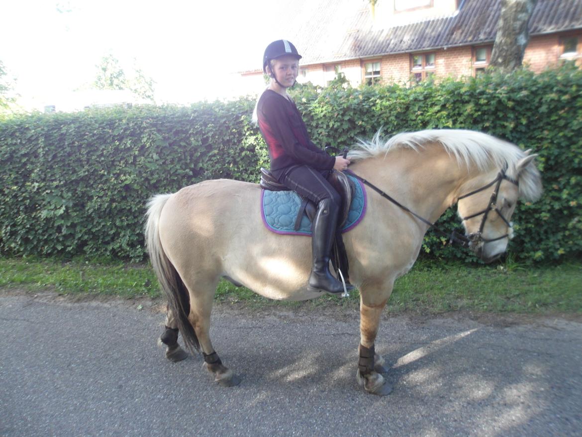 Fjordhest Gibzy<3 - En lille tur<3 billede 3