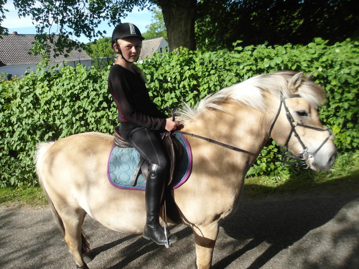 Fjordhest Gibzy<3 - På tur(:<3 billede 5