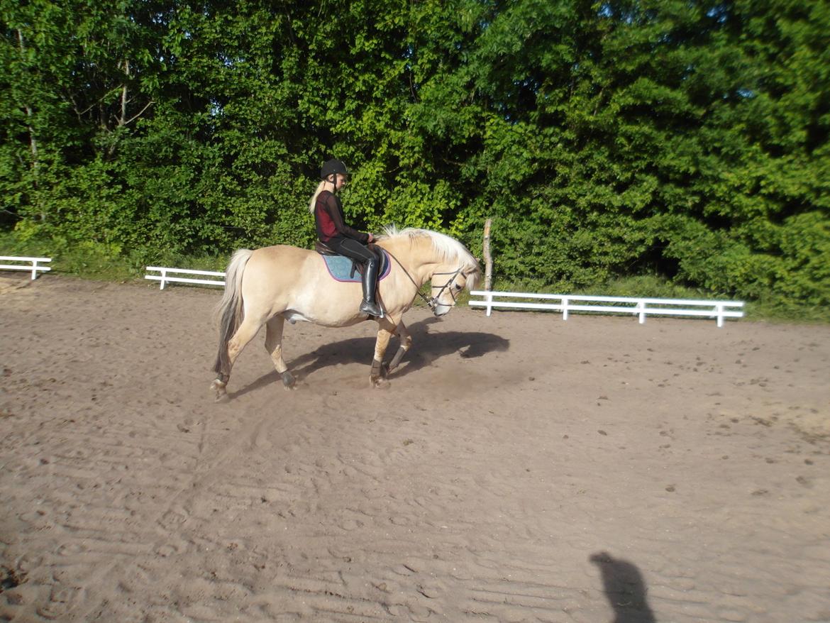 Fjordhest Gibzy<3 - Lidt dressur ;D billede 6
