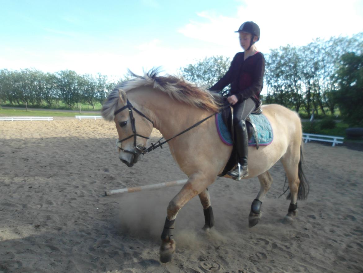 Fjordhest Gibzy<3 - Han kan godt!xD<3 billede 7