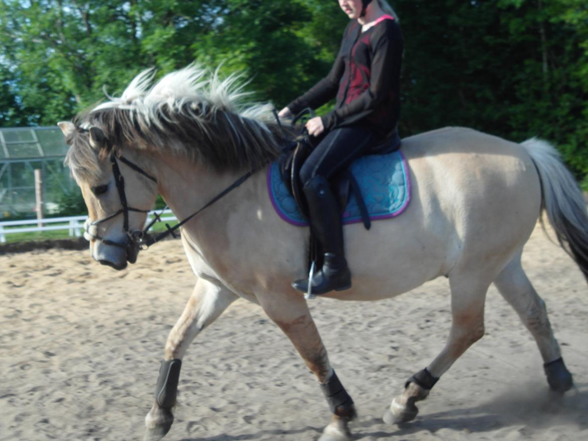 Fjordhest Gibzy<3 - Min veninde rider lidt på Gibzy :) billede 1