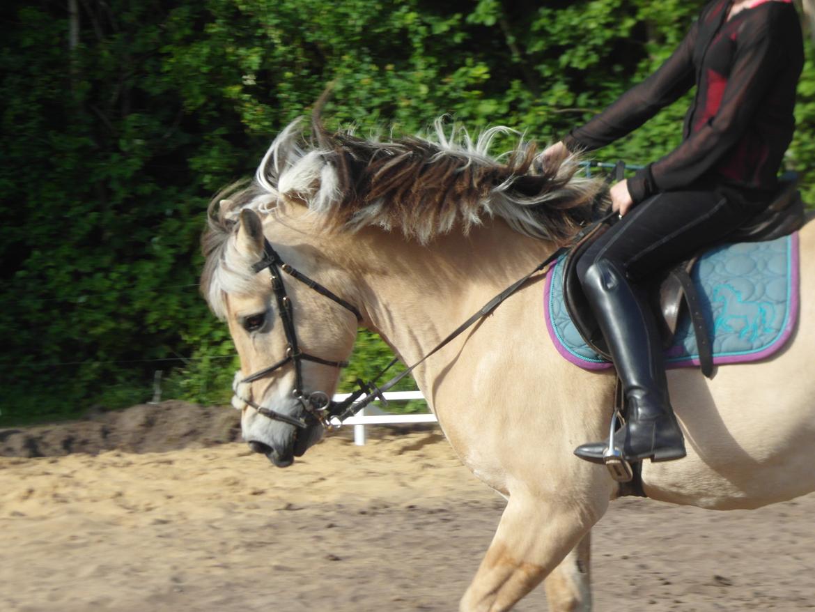 Fjordhest Gibzy<3 - Dejlige ponsie<3 billede 8