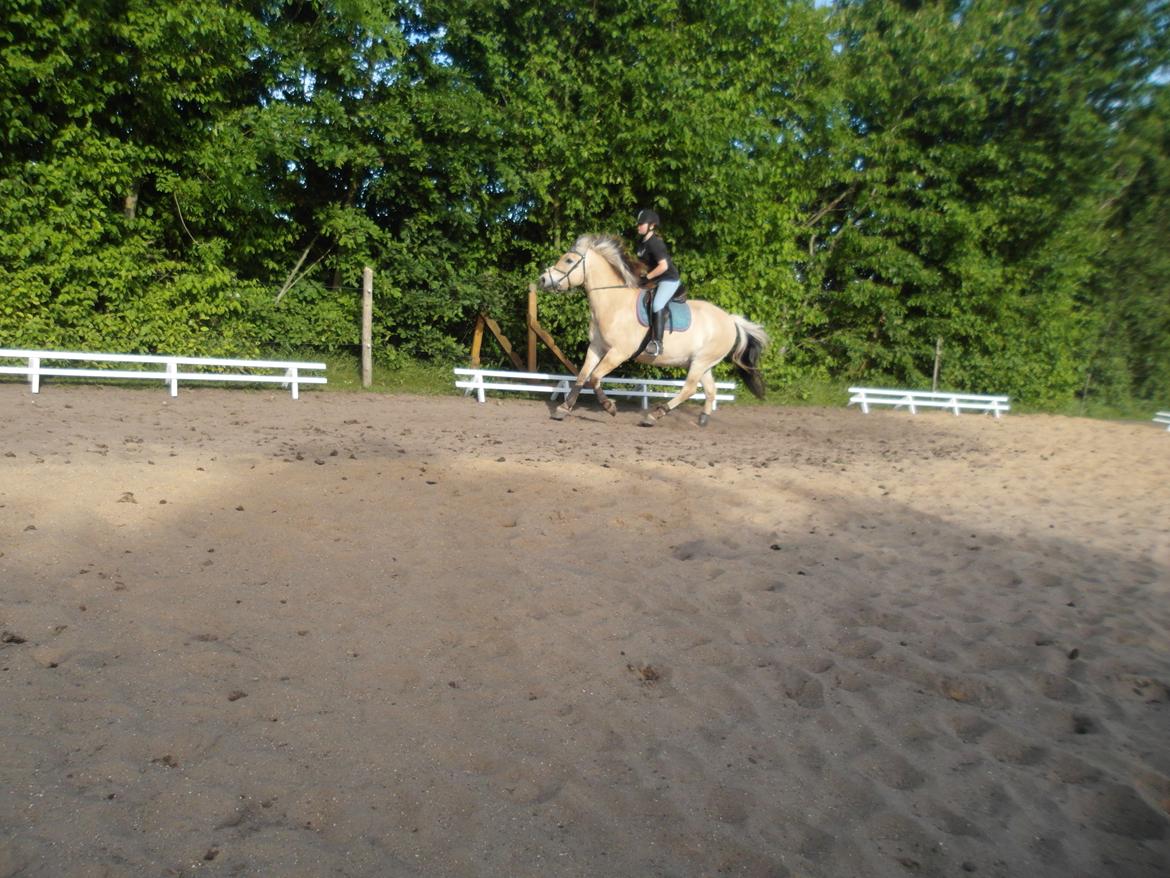 Fjordhest Gibzy<3 - Gibzy&jeg<3 Galop er ikke hans stærke side!:D billede 4