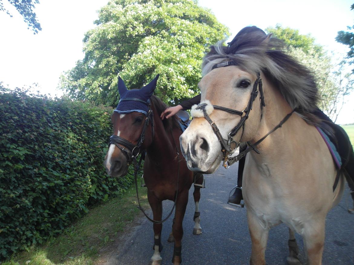 Fjordhest Gibzy<3 - Mine ponyer<3 billede 9