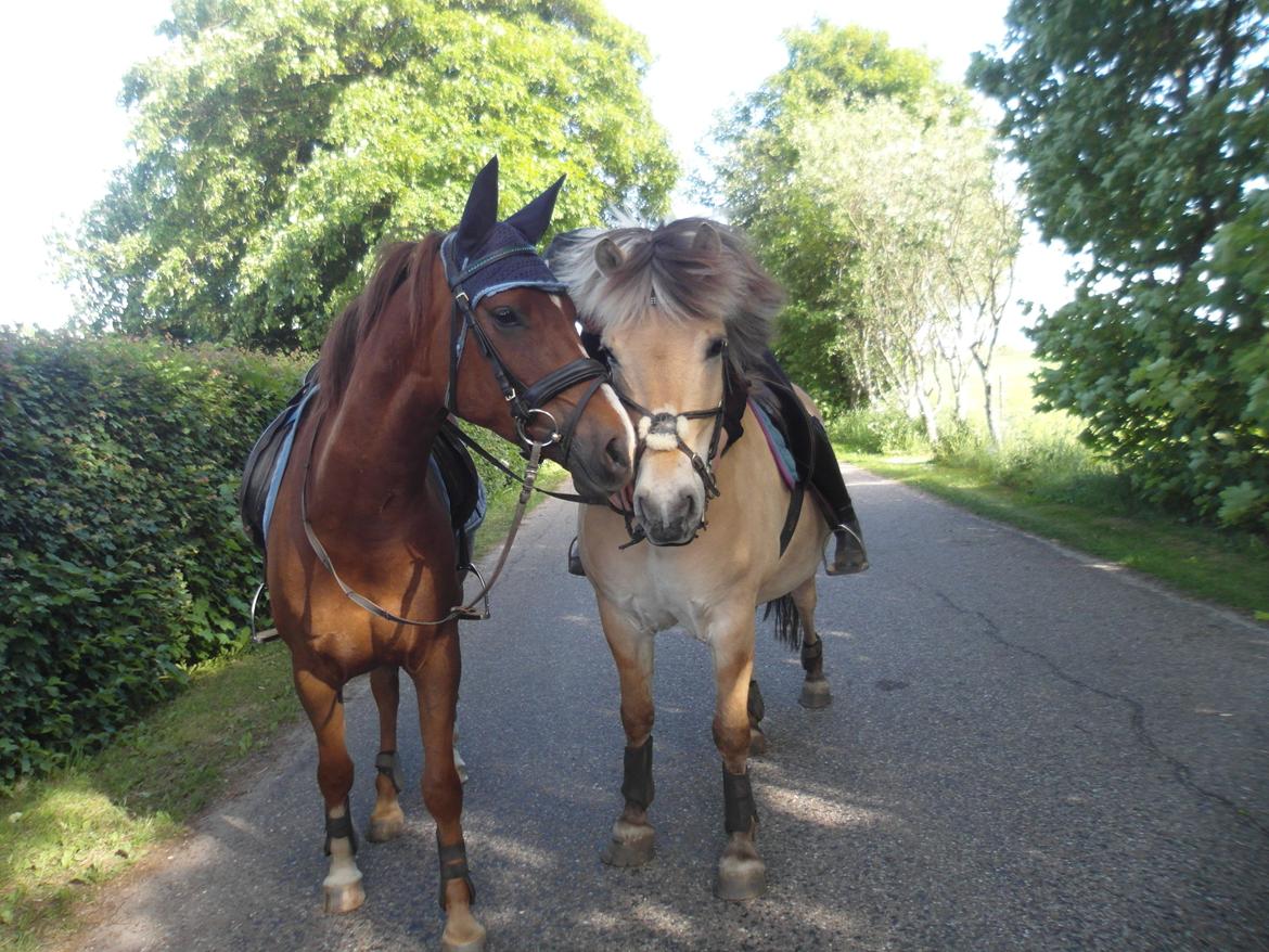 Fjordhest Gibzy<3 billede 10