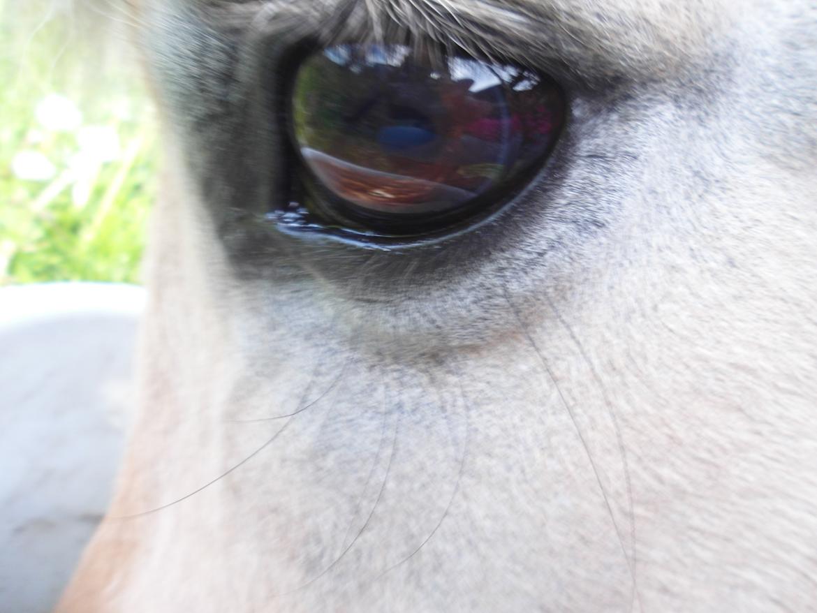 Fjordhest Gibzy<3 - Gibzys' øje<3 billede 11