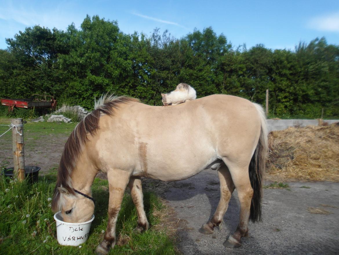 Fjordhest Gibzy<3 - Gibzy& missen(: billede 12