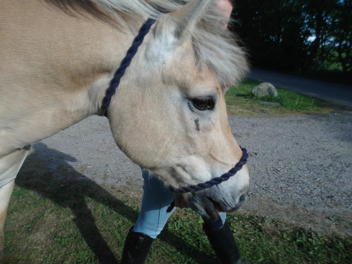 Fjordhest Gibzy<3 billede 13